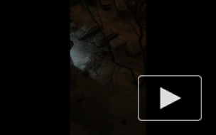 Русские не сдаются: появилось видео массовой драки со стрельбой в Чертаново